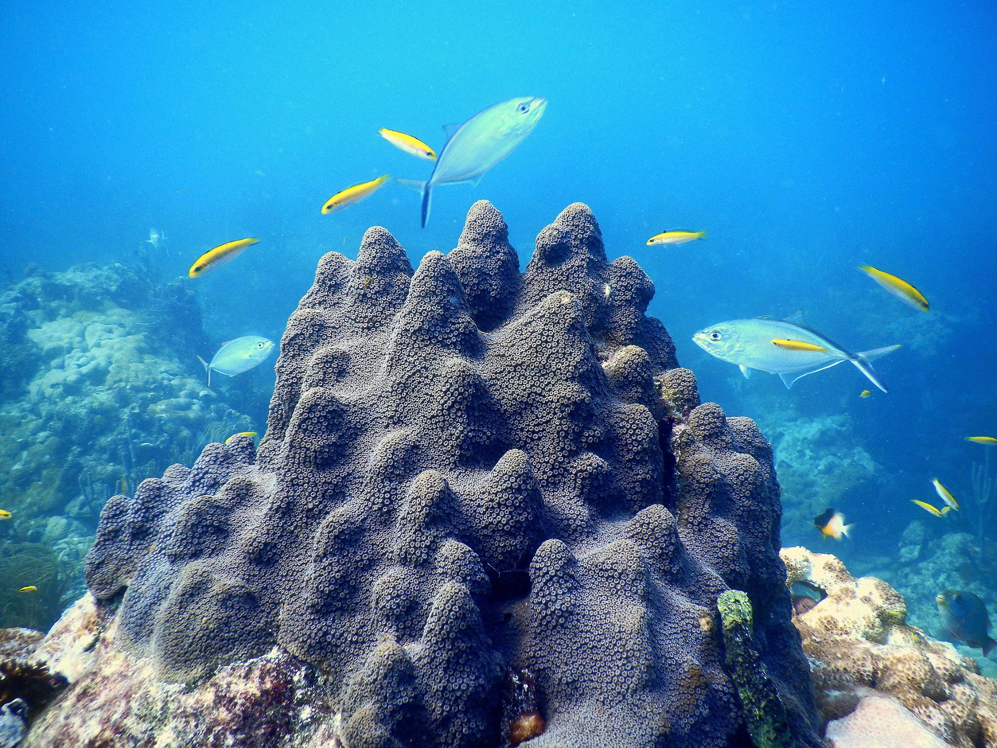 Water Win! Feds Agree to Protect Nassau Grouper Habitat