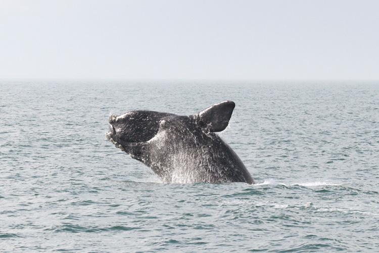 Right Whales Need Your Help