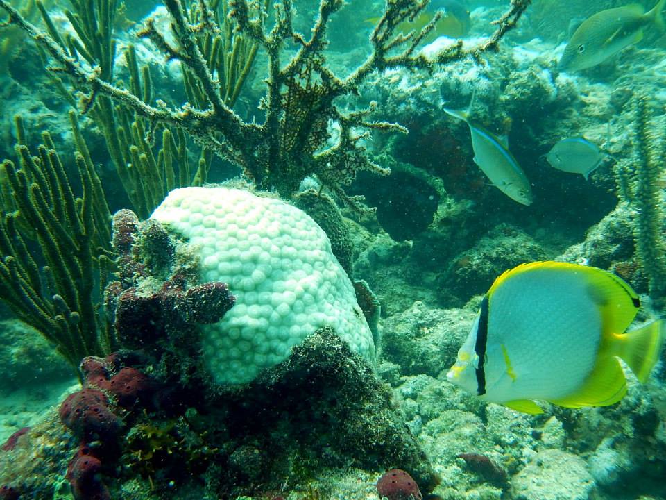 How Much Sediment Can Corals Tolerate?