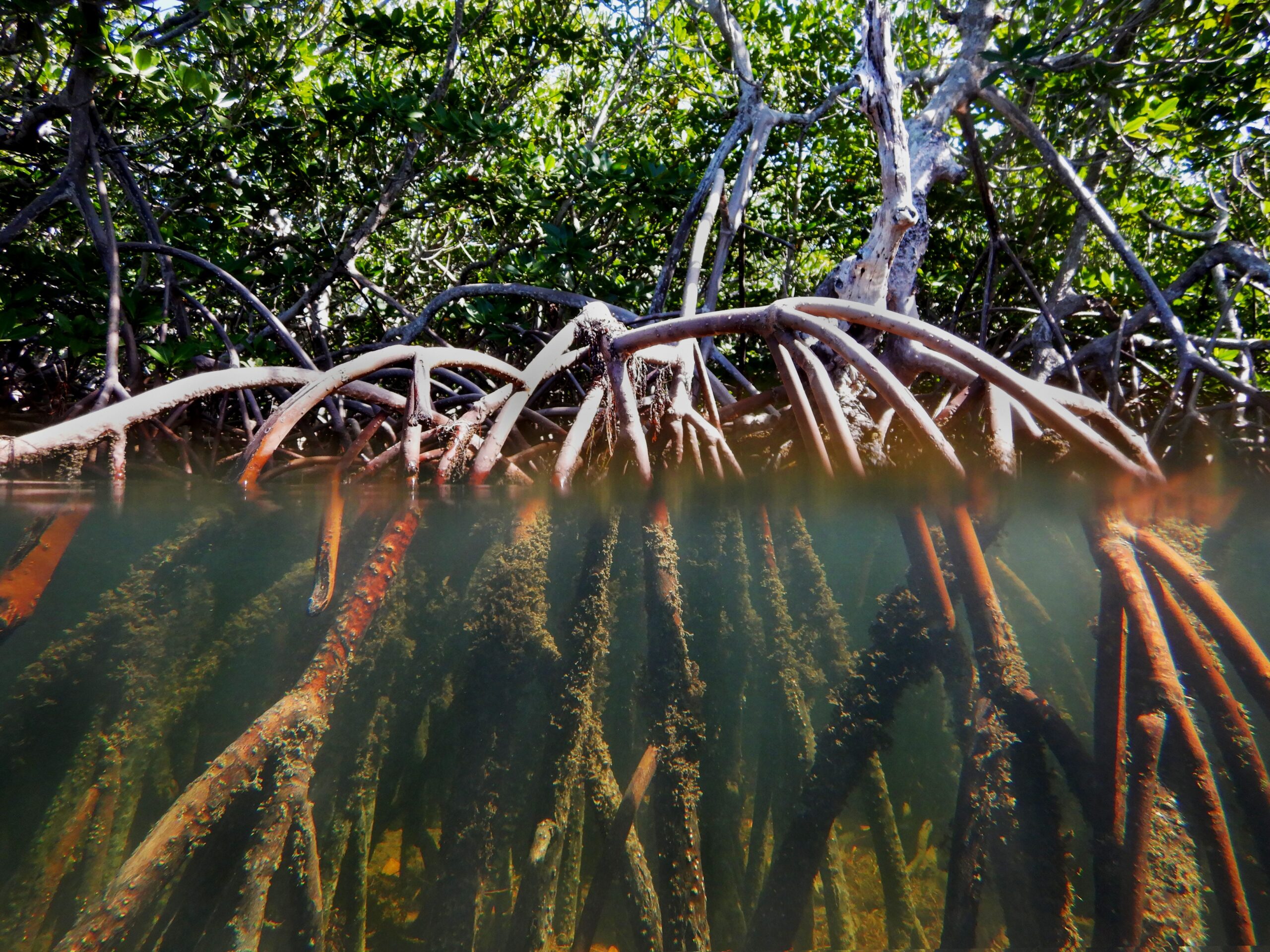 Water Win: Mangrove Ban Ordinance Withdrawn