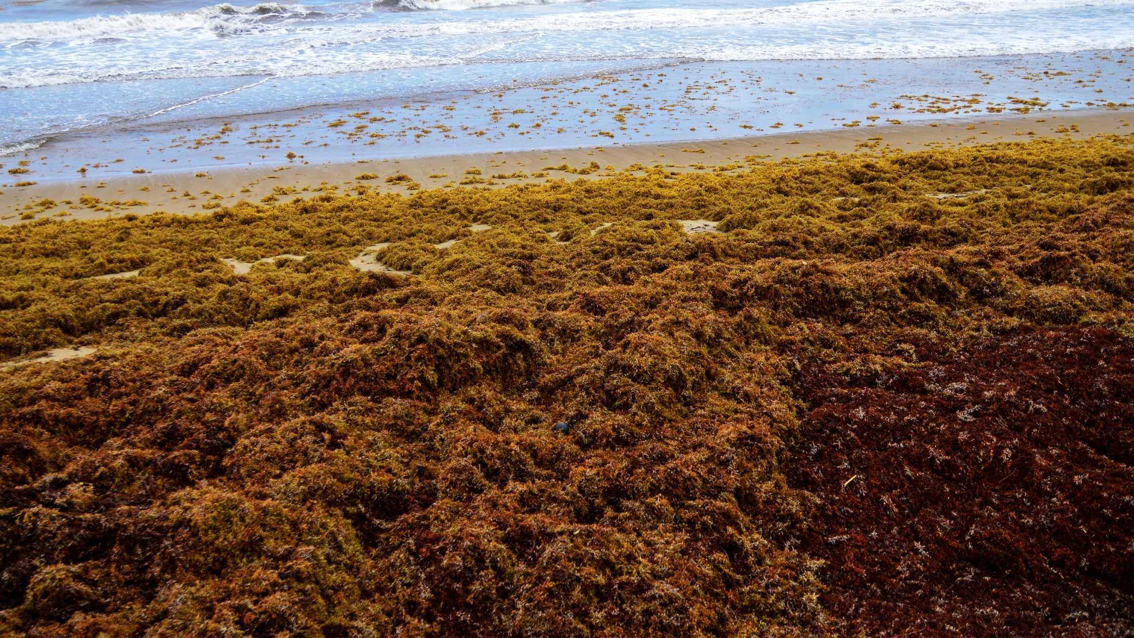 Miami’s Smelly Seaweed Problem