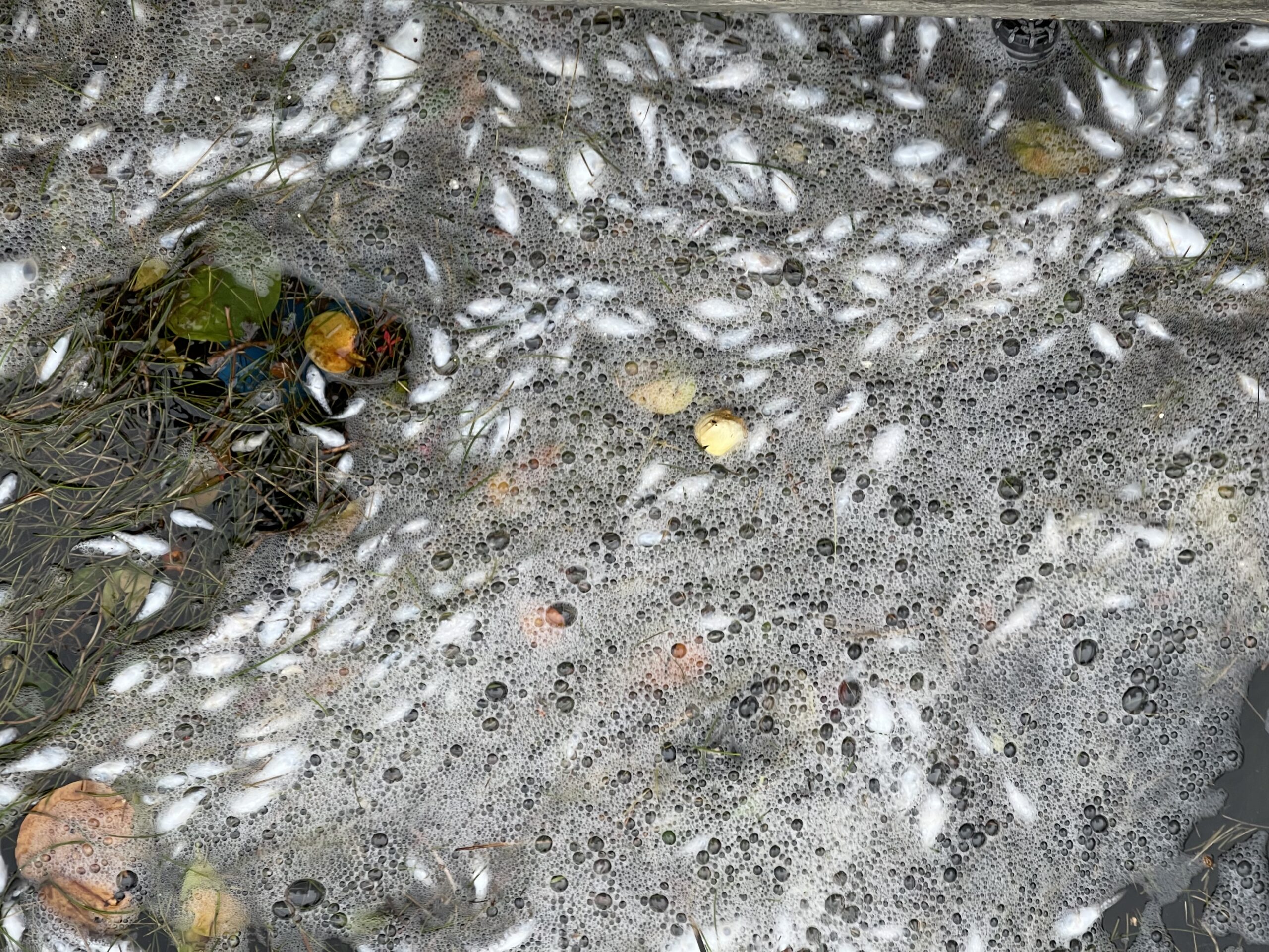 October 2022 Fish Kill in Biscayne Bay