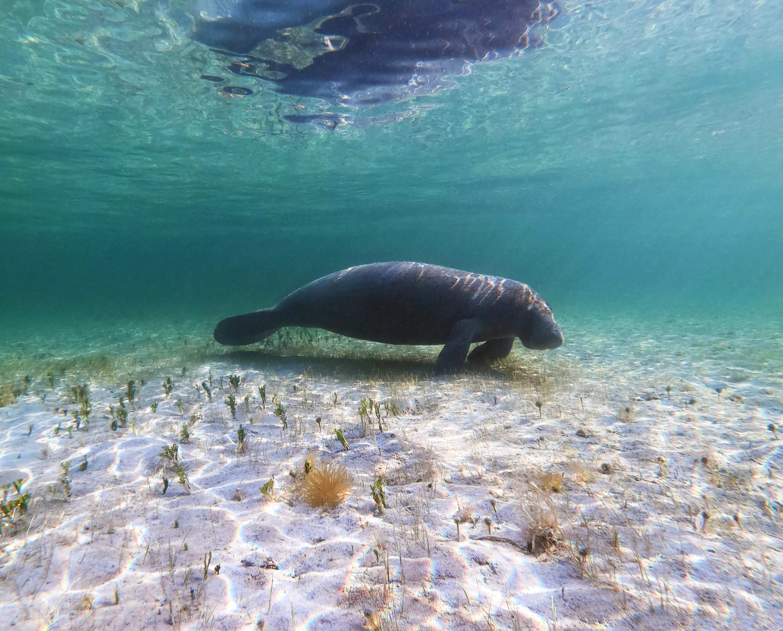 2023 Boat Show Sea Trials in Essential Manatee Habitat