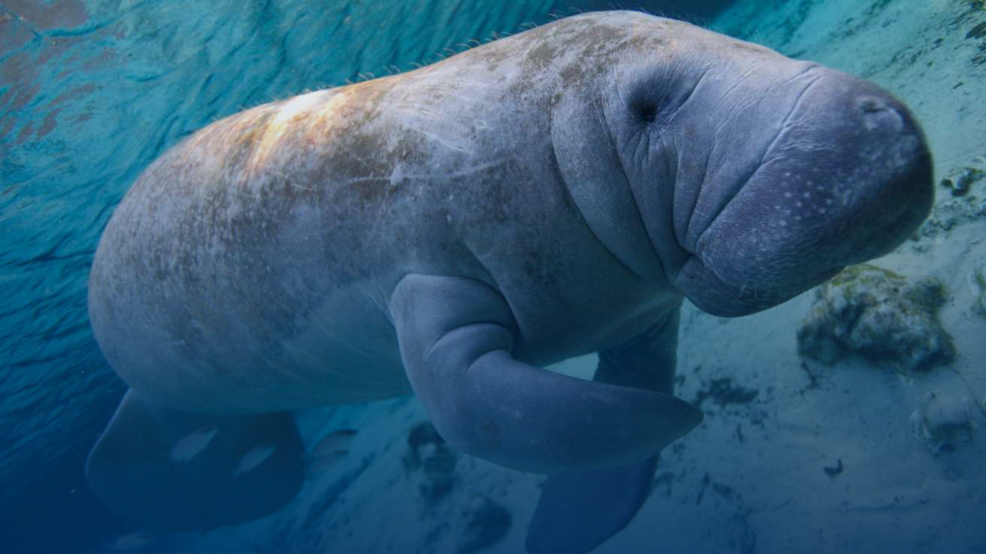 50 Years of Saving Wildlife: Celebrating the Endangered Species Act!