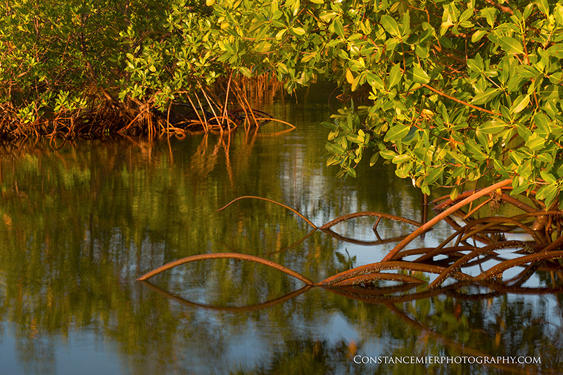 Wetlands