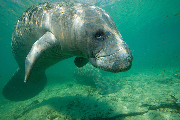 Species Protection