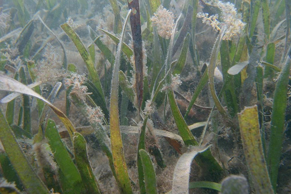 Fertilizer Pollution