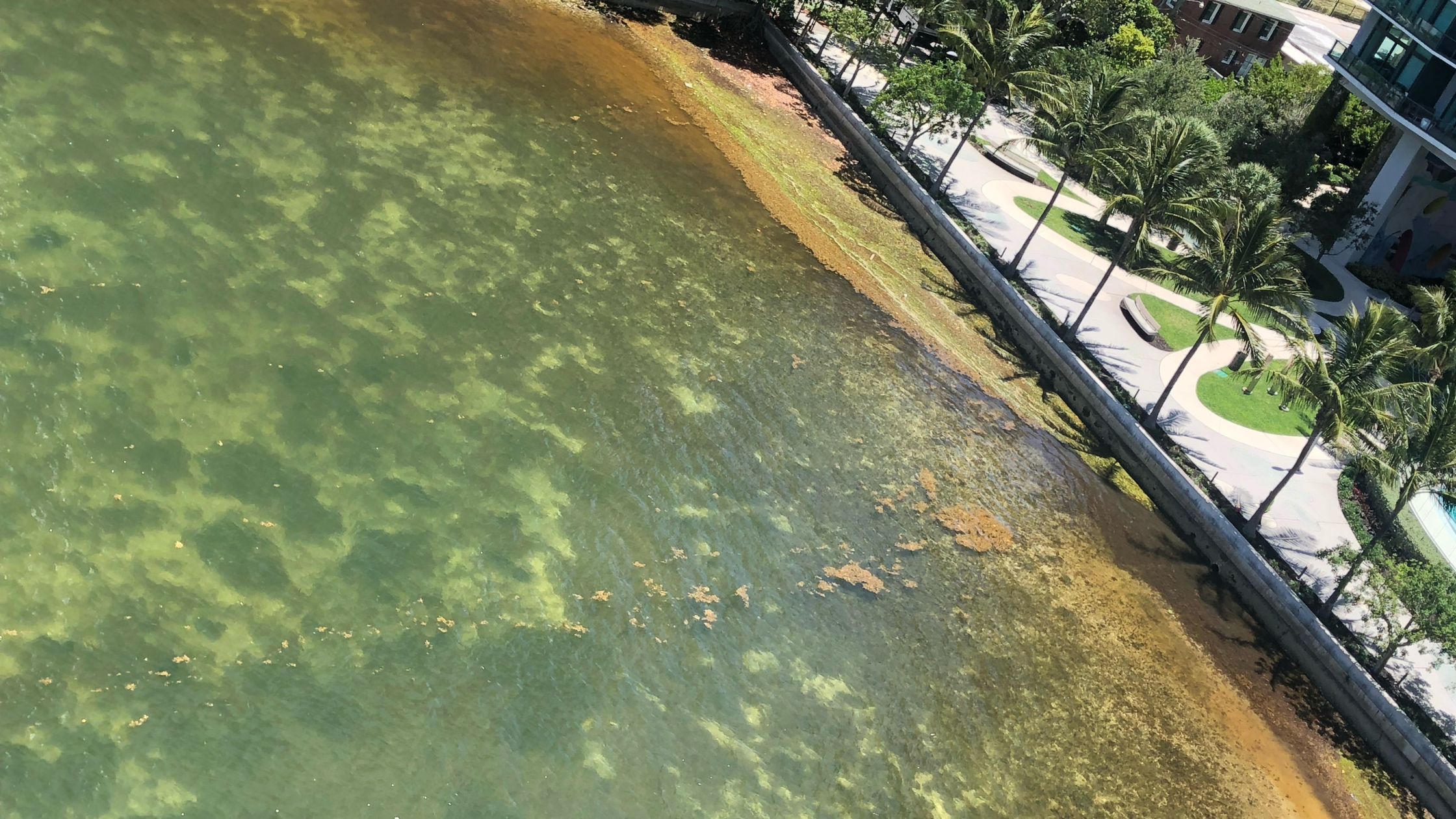 Aerial view of murky green water and brown seaweed pressed against a seawall below a palm-lined waterfront promenade.