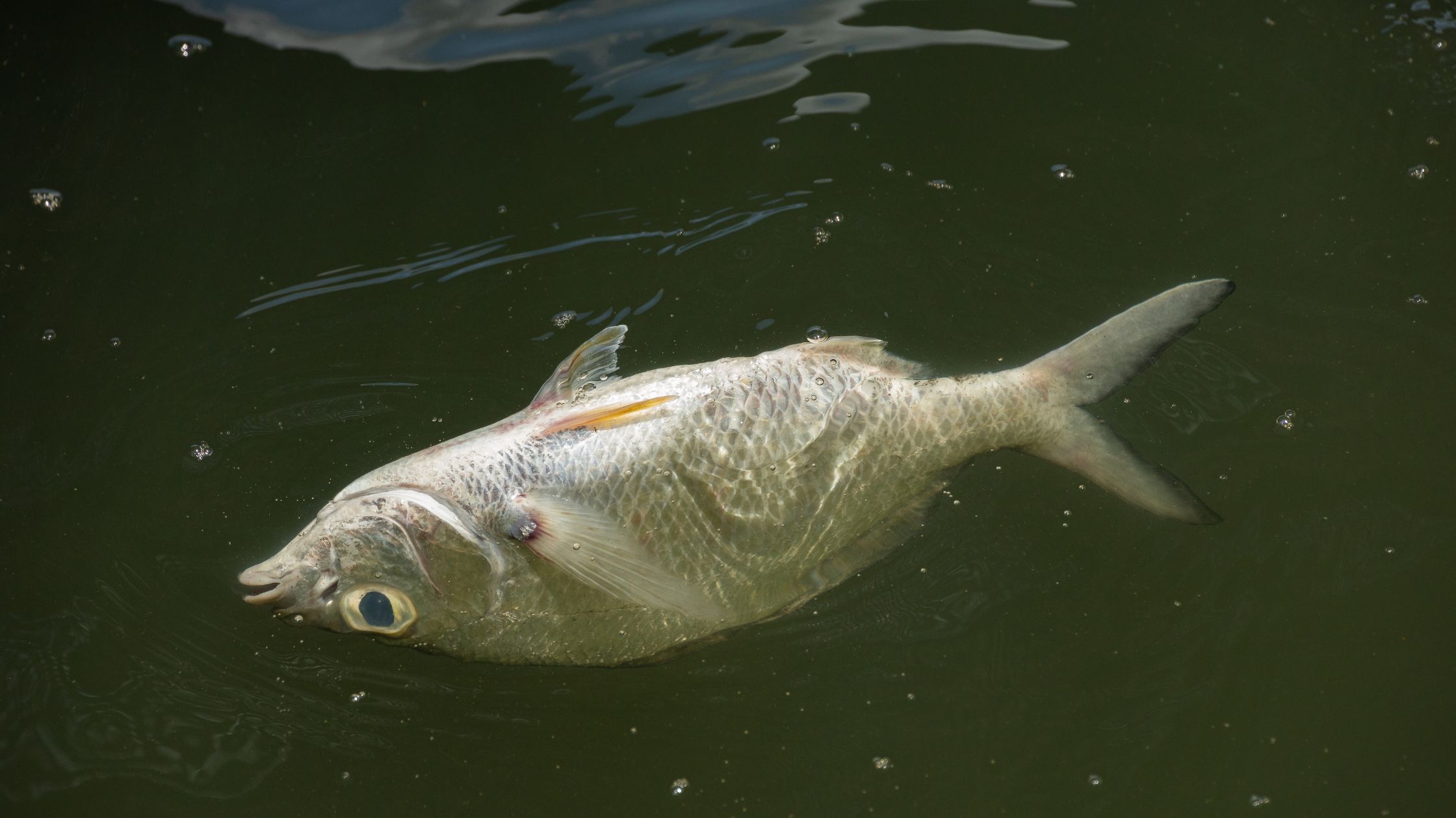 A single dead fish floats belly-up at the surface of murky green water.