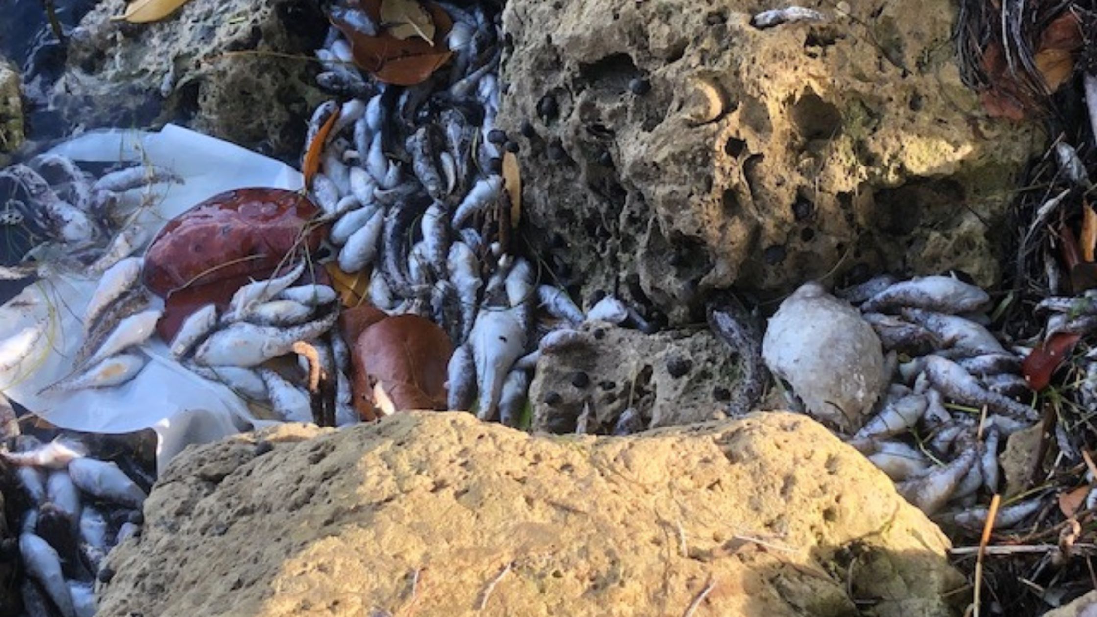 Dozens of dead fish washed up among limestone rocks along a shoreline during a fish kill.
