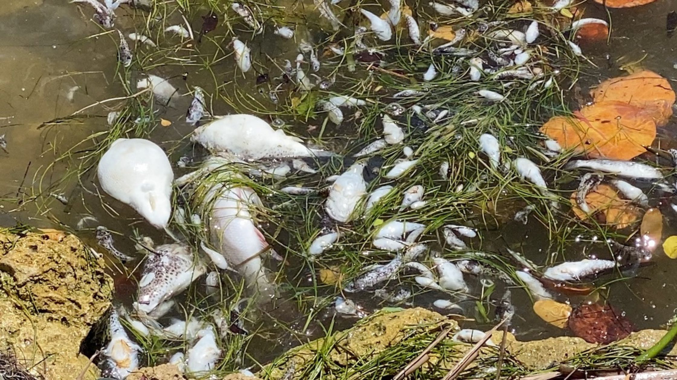 Dead fish of several sizes float among seagrass in shallow water during a fish kill.