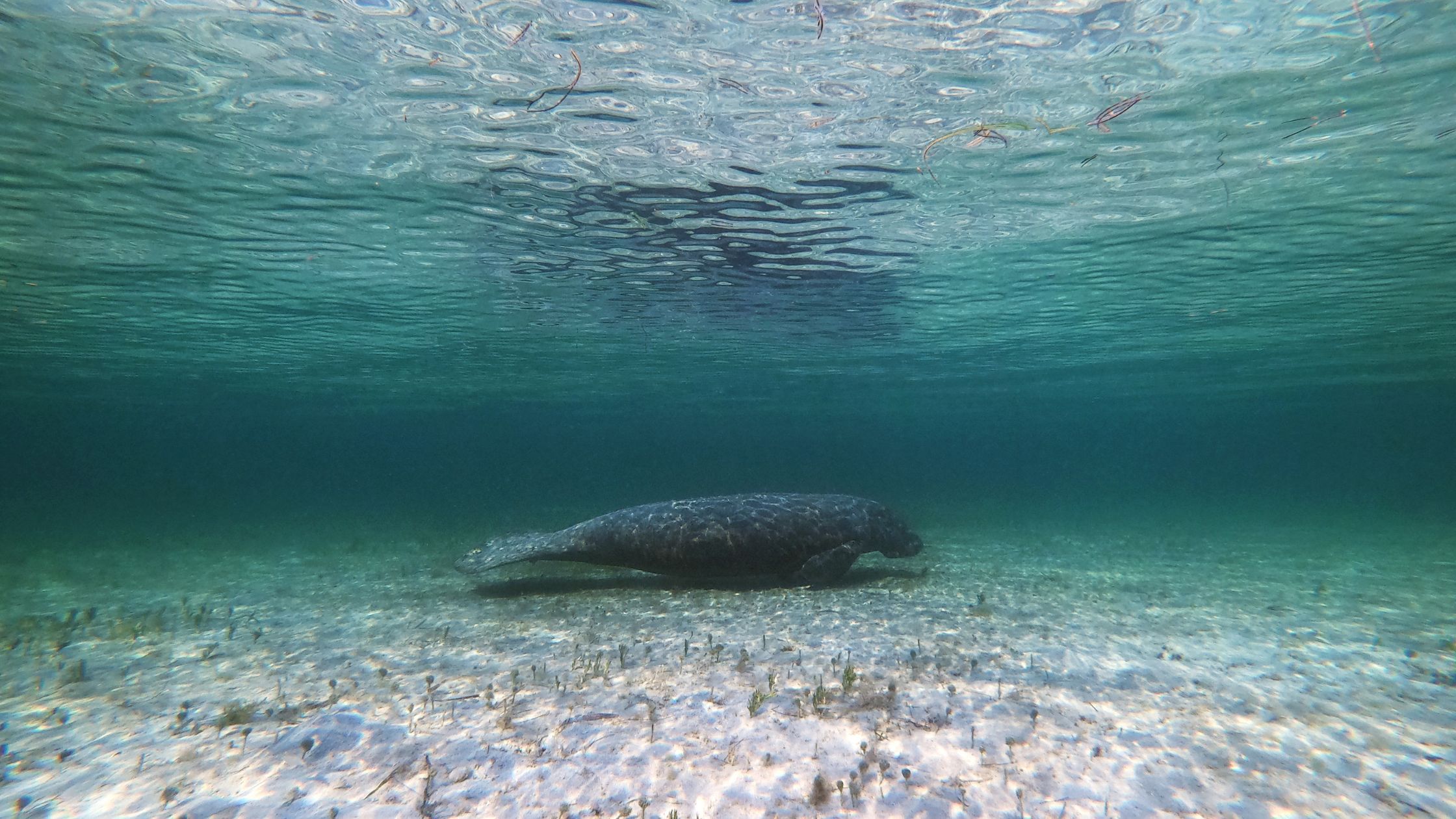 A manatee glides just above a sandy seagrass bed in clear, shallow water.