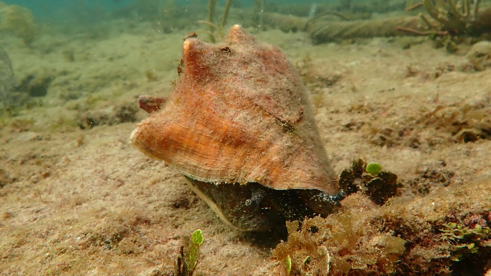 queen conch seafloor nearshore habitat