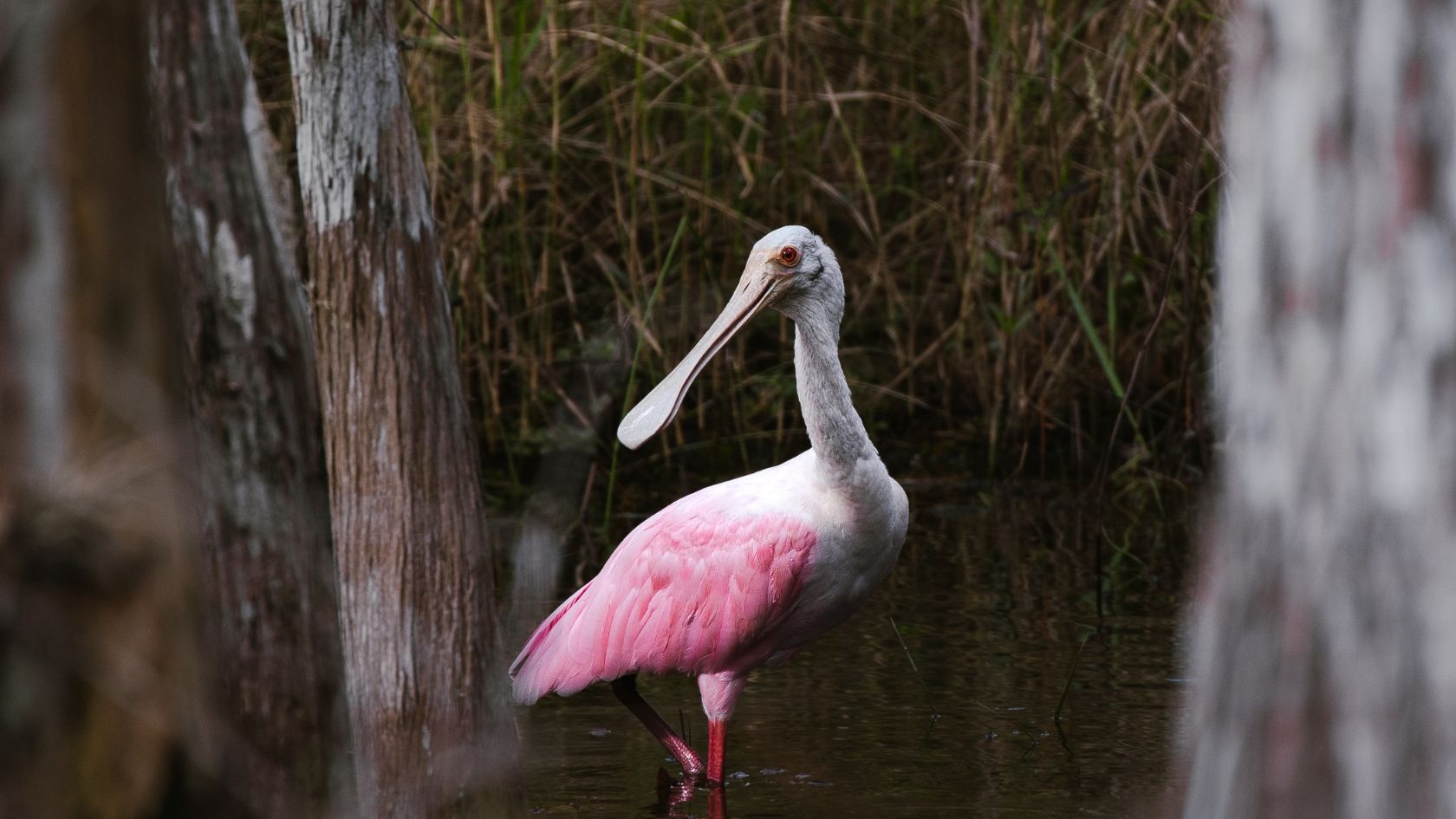 A roseate spoonbill wades through shallow water between cypress trunks in a wetland.