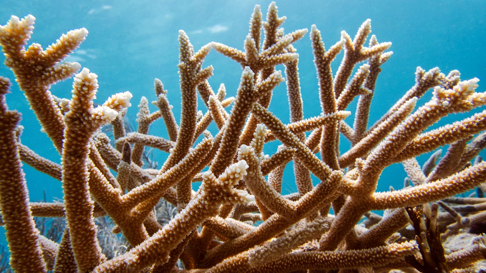 staghorn coral branches closeup underwater