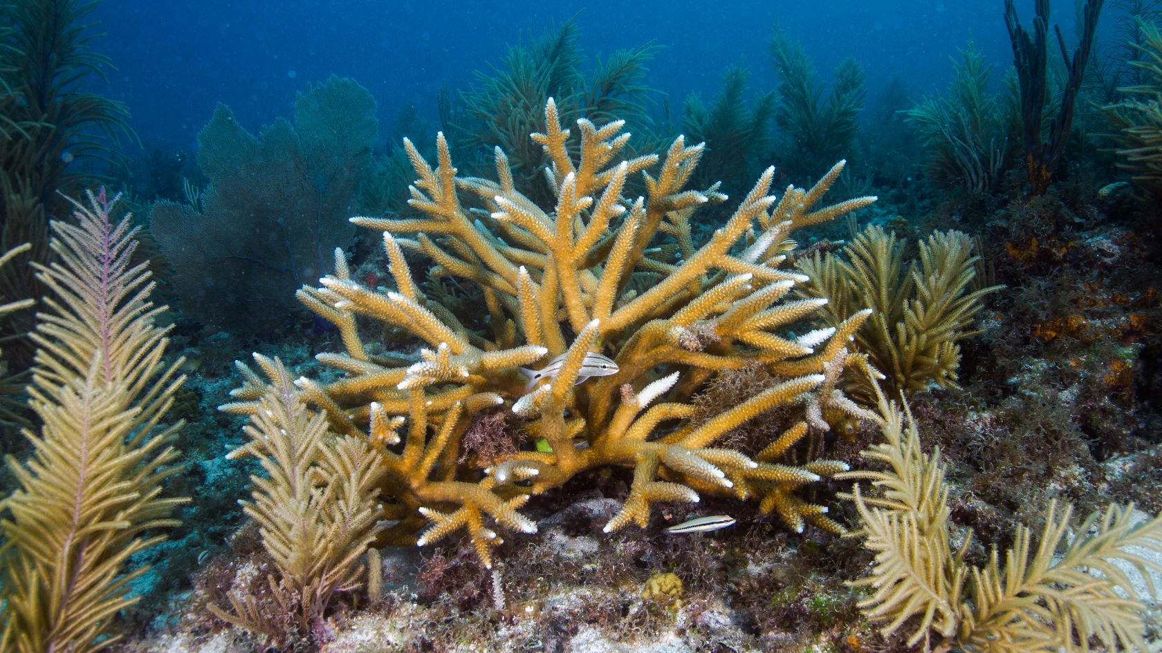 staghorn coral colony sea fans reef