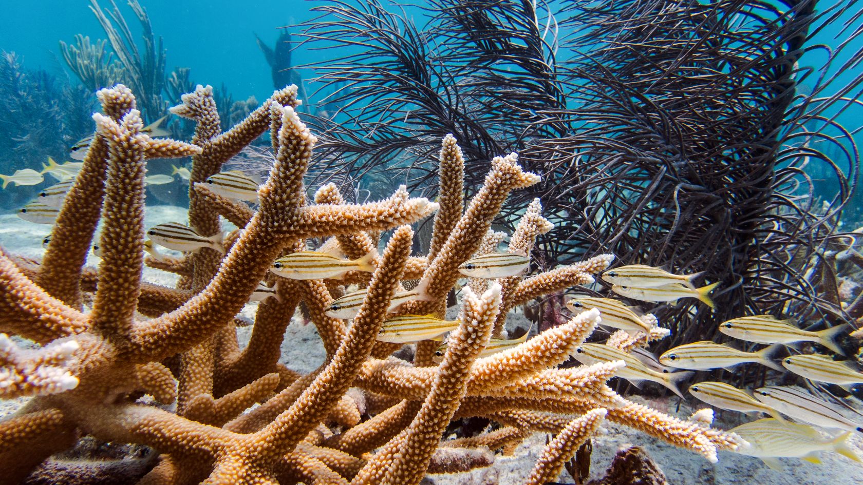 staghorn coral school of grunts reef