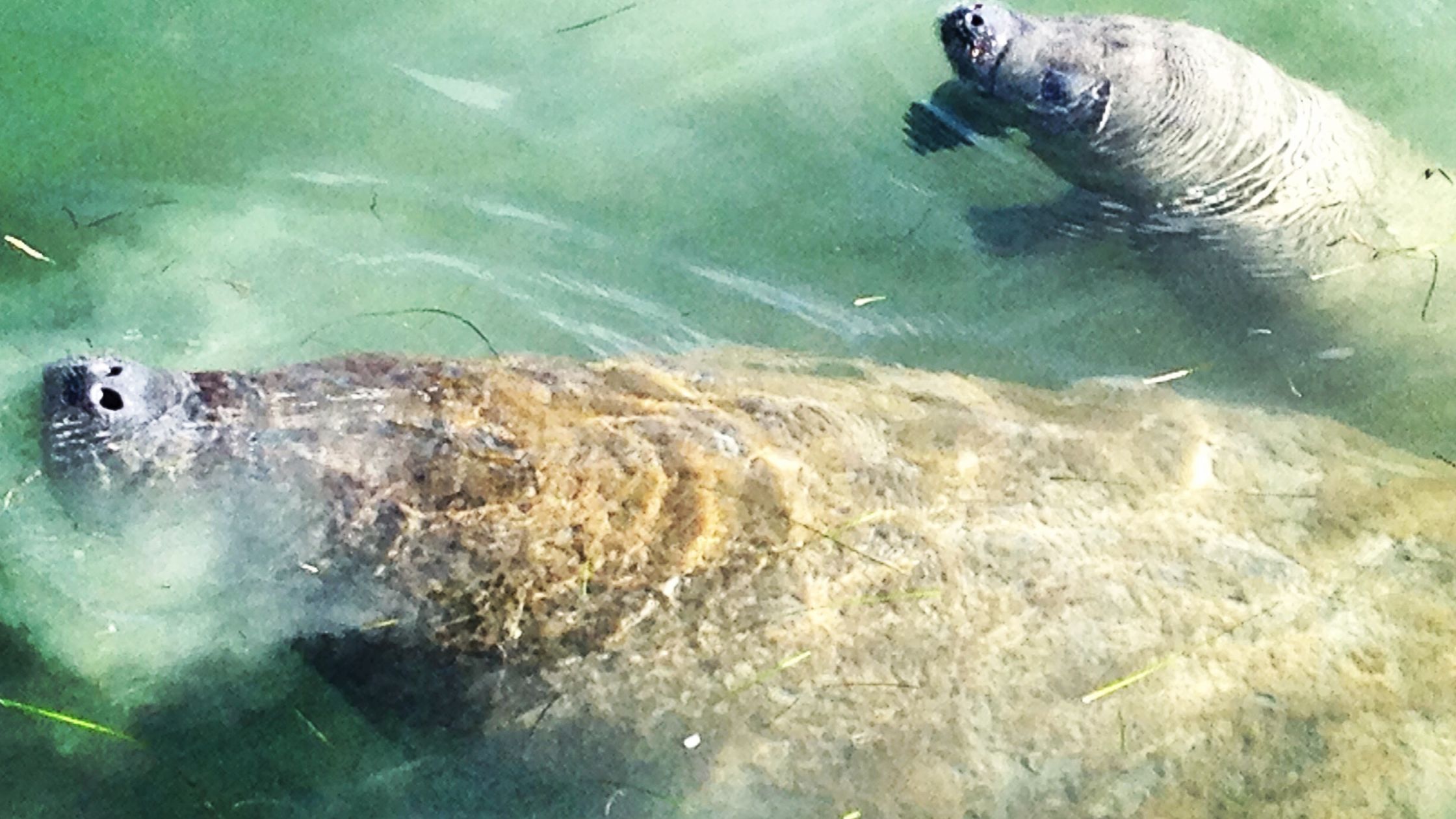 Two manatees surface to breathe in shallow green water scattered with seagrass blades.